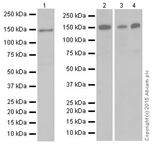Western blot - Anti-KDM4A / JHDM3A / JMJD2A antibody [EPR18466] - BSA and Azide free (AB251084)