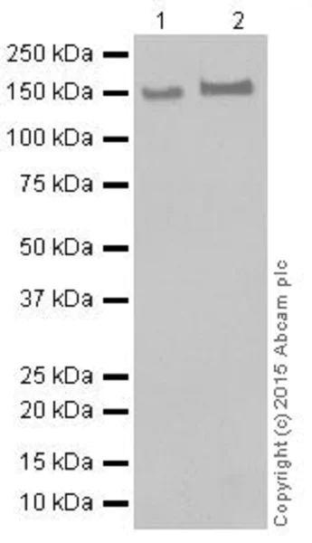 Western blot - Anti-KDM4A / JHDM3A / JMJD2A antibody [EPR18466] - BSA and Azide free (AB251084)