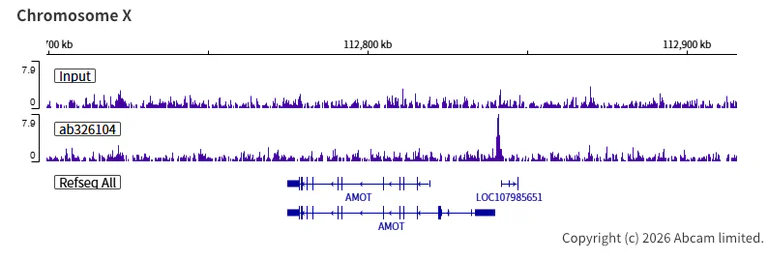 ChIP-sequencing - Anti-KDM4A / JHDM3A / JMJD2A antibody [EPR29602-146] (AB326104)