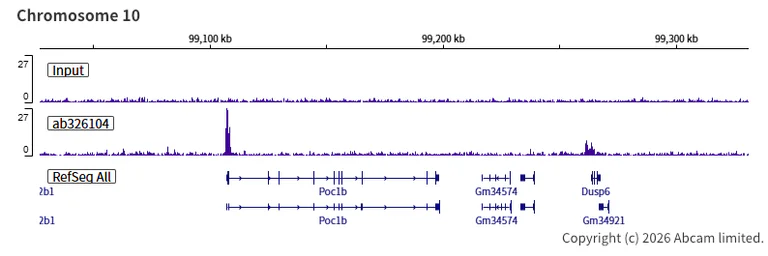 ChIP-sequencing - Anti-KDM4A / JHDM3A / JMJD2A antibody [EPR29602-146] (AB326104)