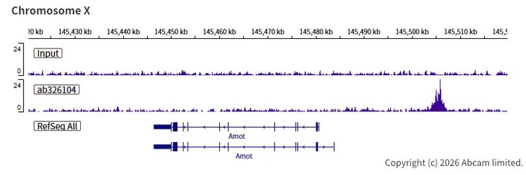 ChIP-sequencing - Anti-KDM4A / JHDM3A / JMJD2A antibody [EPR29602-146] (AB326104)