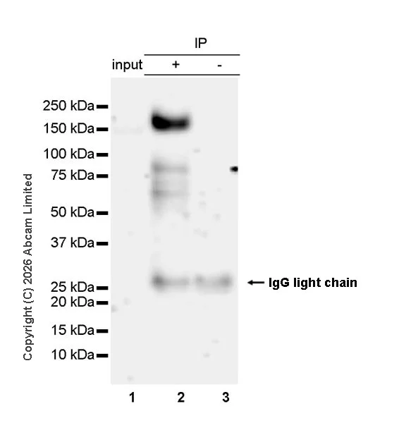 Immunoprecipitation - Anti-KDM4A / JHDM3A / JMJD2A antibody [EPR29602-146] (AB326104)