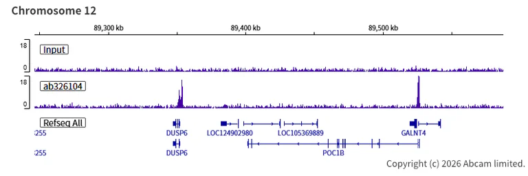 ChIP-sequencing - Anti-KDM4A / JHDM3A / JMJD2A antibody [EPR29602-146] - BSA and Azide free (AB326381)