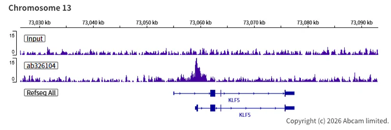 ChIP-sequencing - Anti-KDM4A / JHDM3A / JMJD2A antibody [EPR29602-146] - BSA and Azide free (AB326381)