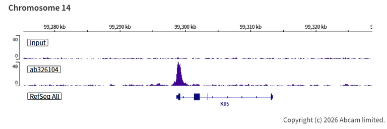 ChIP-sequencing - Anti-KDM4A / JHDM3A / JMJD2A antibody [EPR29602-146] - BSA and Azide free (AB326381)