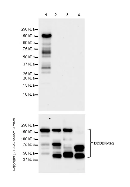 Western blot - Anti-KDM4A / JHDM3A / JMJD2A antibody [EPR29602-146] - BSA and Azide free (AB326381)