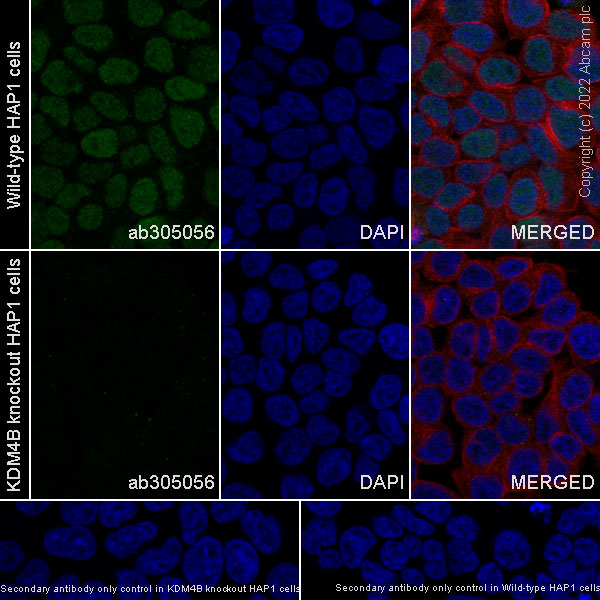Immunocytochemistry/ Immunofluorescence - Anti-KDM4B / JMJD2B antibody [EPR25240-41] (ab305056), expandable thumbnail