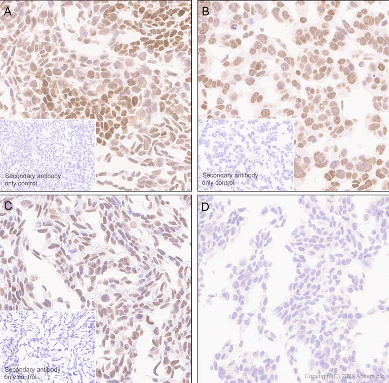 Immunohistochemistry - Anti-KDM4B / JMJD2B antibody [EPR25240-41] (AB305056)