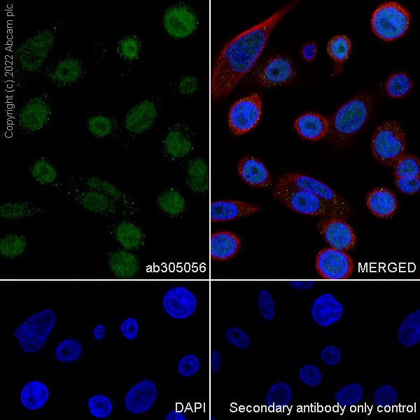 Immunocytochemistry/ Immunofluorescence - Anti-KDM4B / JMJD2B antibody [EPR25240-41] - BSA and Azide free (AB305057), expandable thumbnail