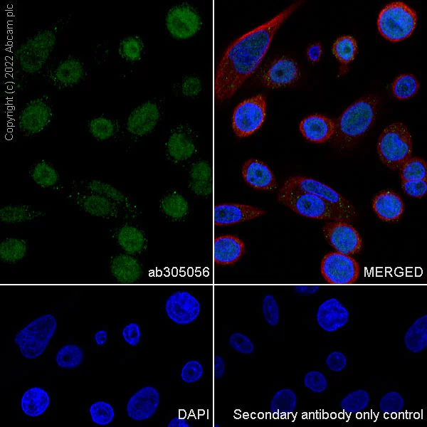 Immunocytochemistry/ Immunofluorescence - Anti-KDM4B / JMJD2B antibody [EPR25240-41] - BSA and Azide free (AB305057)
