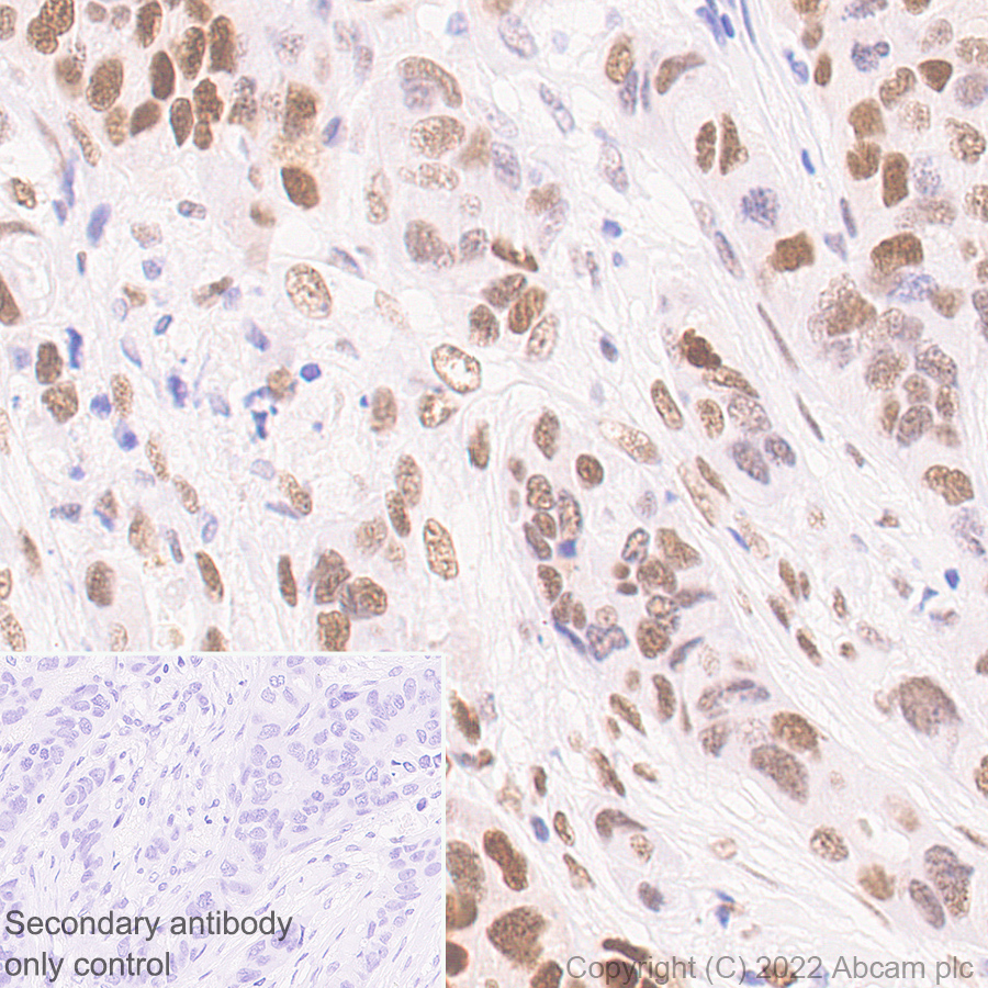 Immunohistochemistry - Anti-KDM4B / JMJD2B antibody [EPR25240-41] - BSA and Azide free (AB305057), expandable thumbnail