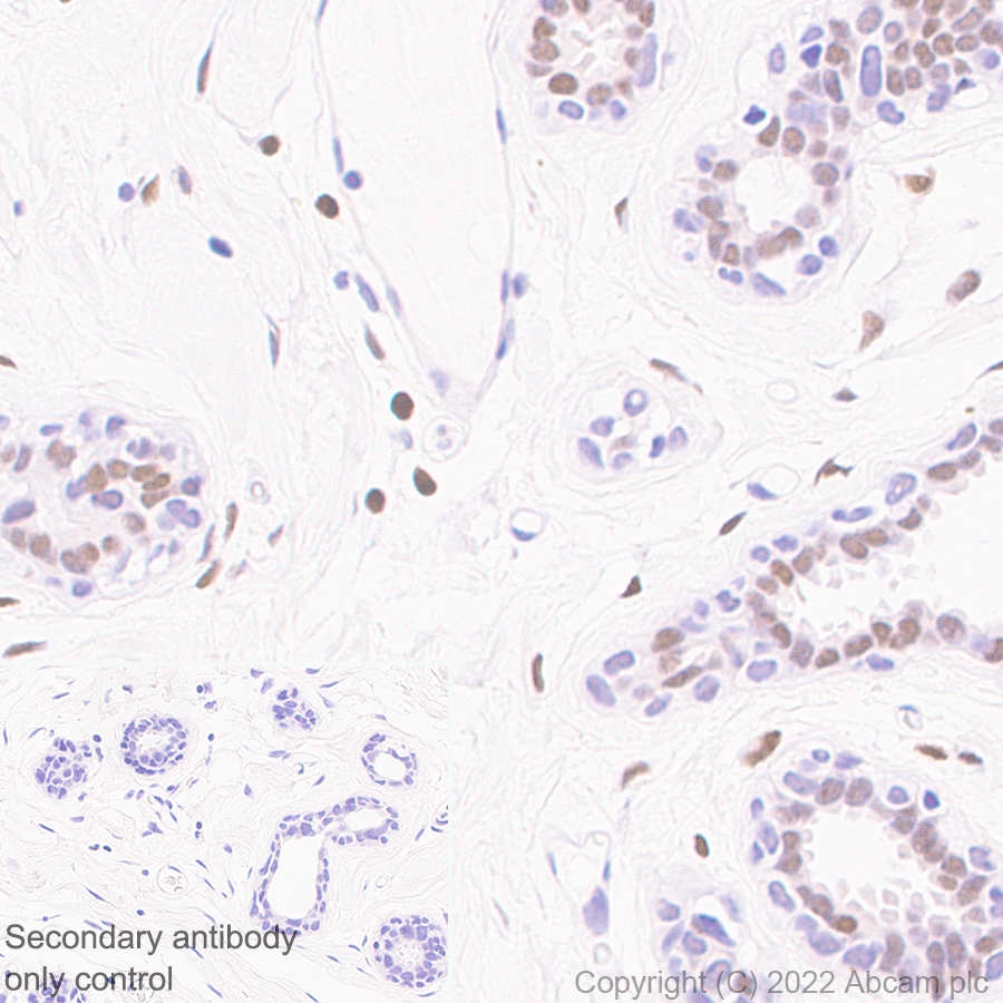 Immunohistochemistry - Anti-KDM4B / JMJD2B antibody [EPR25240-41] - BSA and Azide free (AB305057), expandable thumbnail