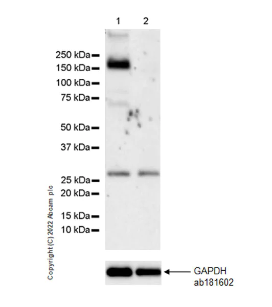 Western blot - Anti-KDM4B / JMJD2B antibody [EPR25240-41] - BSA and Azide free (AB305057)