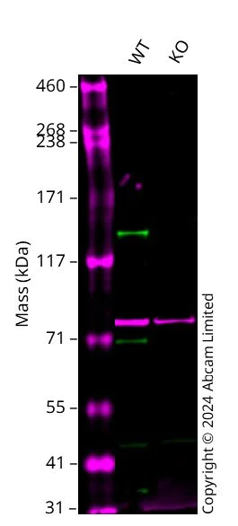 Western blot - Anti-KDM4B / JMJD2B antibody [EPR25240-41] - BSA and Azide free (AB305057)