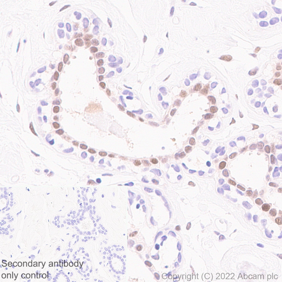Immunohistochemistry - Anti-KDM4B / JMJD2B antibody [EPR25240-51] (ab305058), expandable thumbnail
