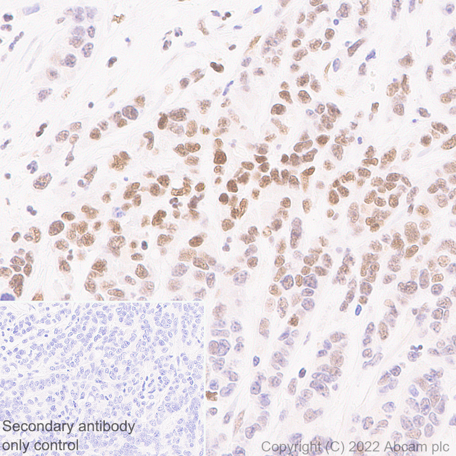 Immunohistochemistry - Anti-KDM4B / JMJD2B antibody [EPR25240-51] (AB305058), expandable thumbnail