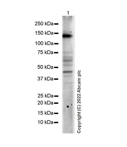 Western blot - Anti-KDM4B / JMJD2B antibody [EPR25240-51] (AB305058), expandable thumbnail