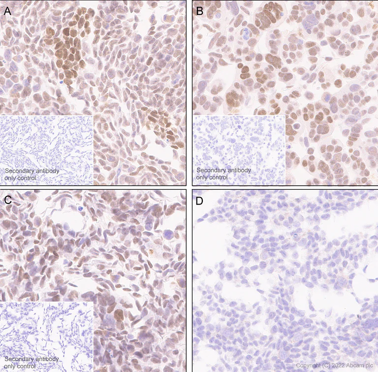 Immunohistochemistry - Anti-KDM4B / JMJD2B antibody [EPR25240-51] - BSA and Azide free (AB305059)