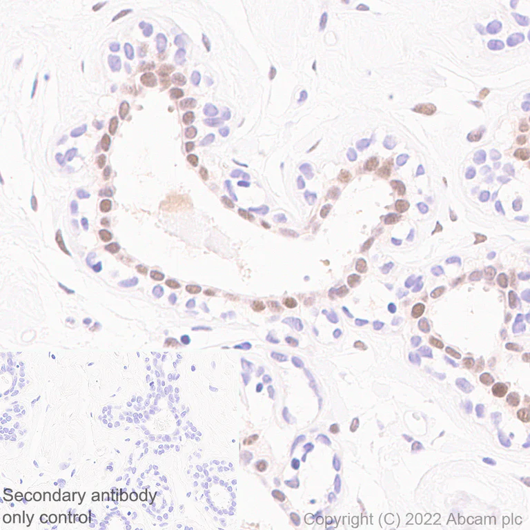 Immunohistochemistry - Anti-KDM4B / JMJD2B antibody [EPR25240-51] - BSA and Azide free (AB305059)