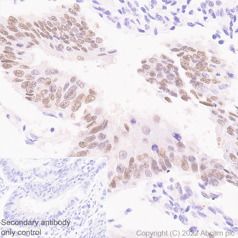 Immunohistochemistry - Anti-KDM4B / JMJD2B antibody [EPR25240-51] - BSA and Azide free (AB305059)