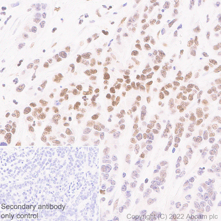 Immunohistochemistry - Anti-KDM4B / JMJD2B antibody [EPR25240-51] - BSA and Azide free (AB305059)