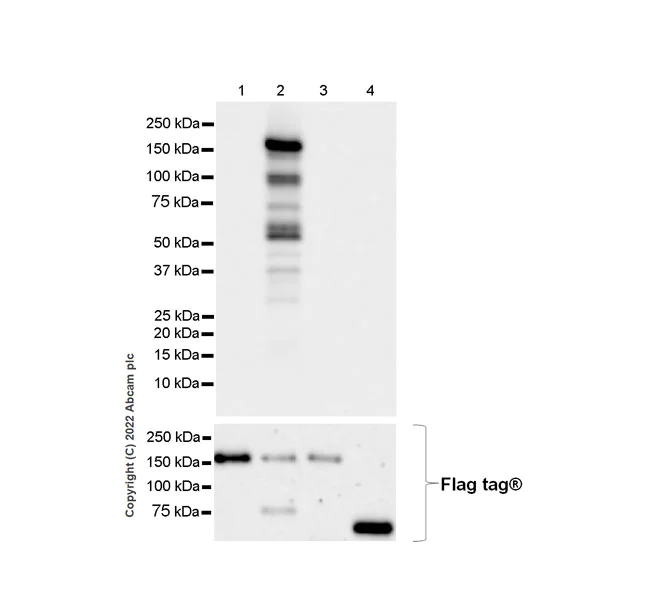 Western blot - Anti-KDM4B / JMJD2B antibody [EPR25240-51] - BSA and Azide free (AB305059)