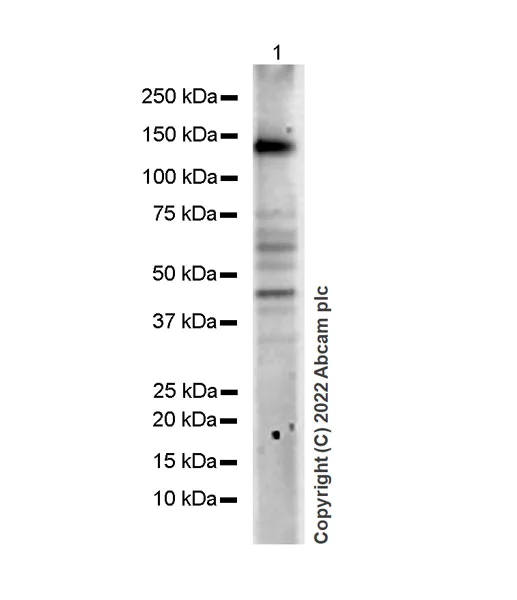 Western blot - Anti-KDM4B / JMJD2B antibody [EPR25240-51] - BSA and Azide free (AB305059)