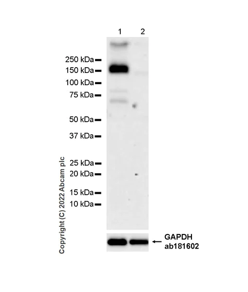 Western blot - Anti-KDM4B / JMJD2B antibody [EPR25240-51] - BSA and Azide free (AB305059)