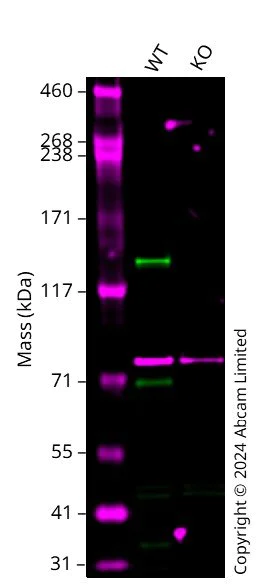 Western blot - Anti-KDM4B / JMJD2B antibody [EPR25240-51] - BSA and Azide free (AB305059)