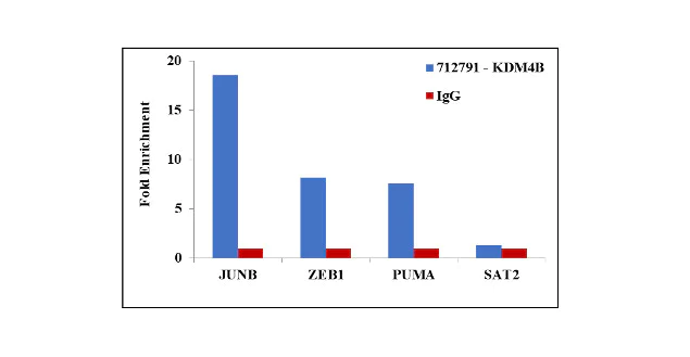 ChIP - Anti-KDM4B / JMJD2B antibody [RP23040274] (AB313553)
