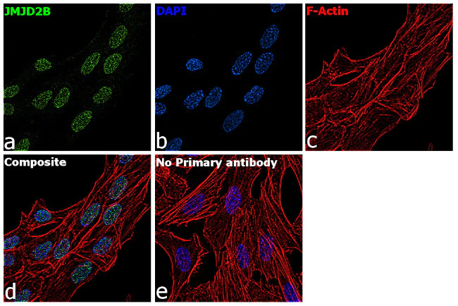 Immunocytochemistry/ Immunofluorescence - Anti-KDM4B / JMJD2B antibody [RP23040274] (AB313553)