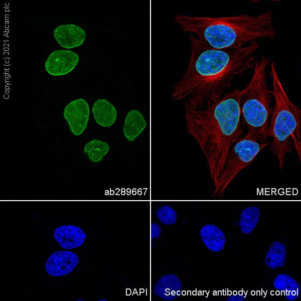 Immunocytochemistry/ Immunofluorescence - Anti-KDM4D / JMJD2D antibody [EPR25241-24] (AB289667)
