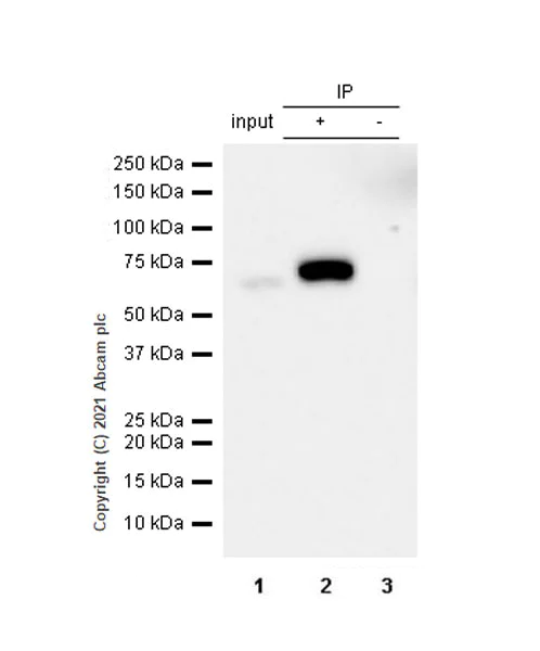 Immunoprecipitation - Anti-KDM4D / JMJD2D antibody [EPR25241-24] (AB289667)