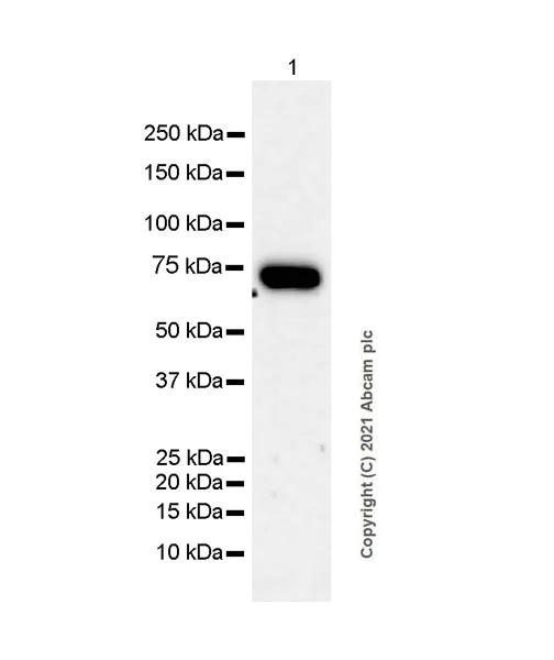 Western blot - Anti-KDM4D / JMJD2D antibody [EPR25241-24] (AB289667)