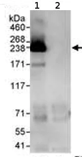 Immunoprecipitation - Anti-KDM5A / Jarid1A / RBBP2 antibody (AB70892)
