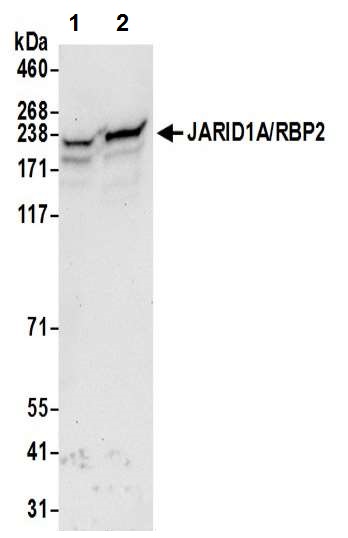 Western blot - Anti-KDM5A / Jarid1A / RBBP2 antibody (AB70892)