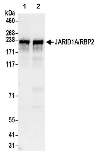Western blot - Anti-KDM5A / Jarid1A / RBBP2 antibody (AB70892)
