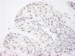 Immunohistochemistry (Formalin/PFA-fixed paraffin-embedded sections) - Anti-KDM5A / Jarid1A / RBBP2 antibody (AB92533)