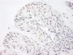 Immunohistochemistry (Formalin/PFA-fixed paraffin-embedded sections) - Anti-KDM5A / Jarid1A / RBBP2 antibody (AB92533)