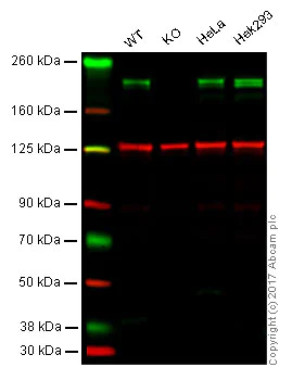 Western blot - Anti-KDM5A / Jarid1A / RBBP2 antibody [EPR12742] (AB177486)