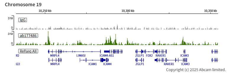 ChIC/CUT&RUN sequencing - Anti-KDM5A / Jarid1A / RBBP2 antibody [EPR12742] - BSA and Azide free (AB249990)