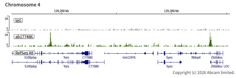 ChIC/CUT&RUN sequencing - Anti-KDM5A / Jarid1A / RBBP2 antibody [EPR12742] - BSA and Azide free (AB249990)