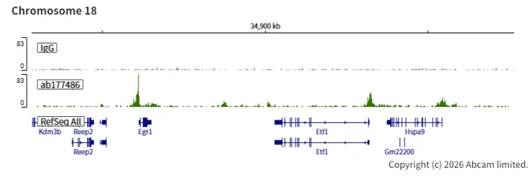 ChIC/CUT&RUN sequencing - Anti-KDM5A / Jarid1A / RBBP2 antibody [EPR12742] - BSA and Azide free (AB249990)