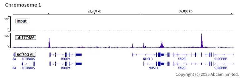 ChIP-sequencing - Anti-KDM5A / Jarid1A / RBBP2 antibody [EPR12742] - BSA and Azide free (AB249990)
