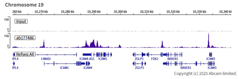 ChIP-sequencing - Anti-KDM5A / Jarid1A / RBBP2 antibody [EPR12742] - BSA and Azide free (AB249990)