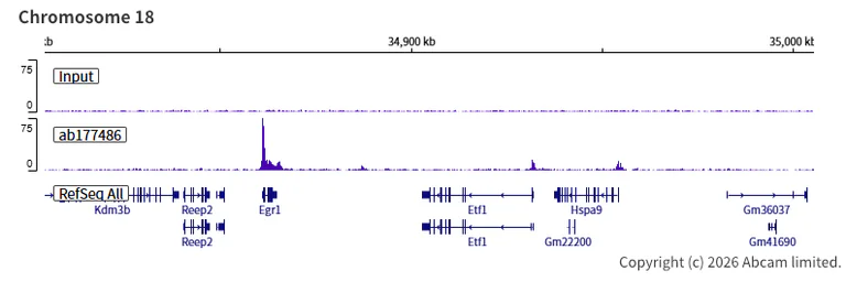 ChIP-sequencing - Anti-KDM5A / Jarid1A / RBBP2 antibody [EPR12742] - BSA and Azide free (AB249990)