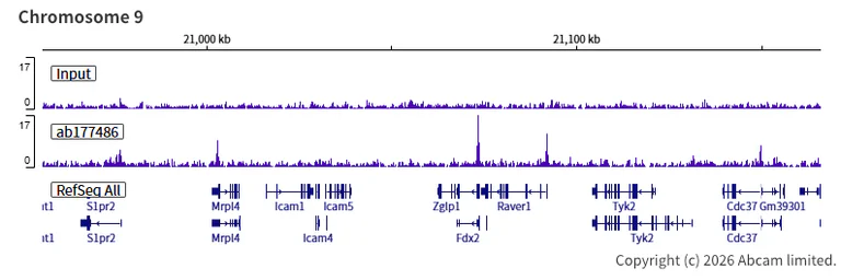 ChIP-sequencing - Anti-KDM5A / Jarid1A / RBBP2 antibody [EPR12742] - BSA and Azide free (AB249990)