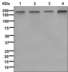 Western blot - Anti-KDM5A / Jarid1A / RBBP2 antibody [EPR12742] - BSA and Azide free (AB249990)