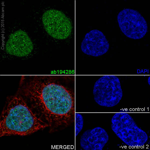 Immunocytochemistry/ Immunofluorescence - Anti-KDM5A / Jarid1A / RBBP2 antibody [EPR18651] (AB194286)