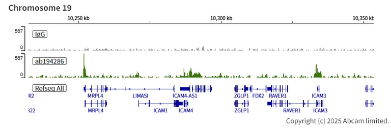 ChIC/CUT&RUN sequencing - Anti-KDM5A / Jarid1A / RBBP2 antibody [EPR18651] - BSA and Azide free (AB251183)